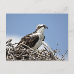Osprey Postkarte