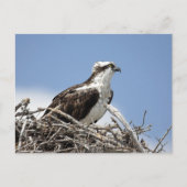 Osprey Postkarte (Vorderseite)