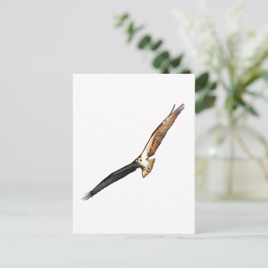 Osprey Postkarte (Stehend Vorderseite)