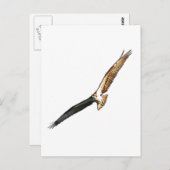Osprey Postkarte (Vorne/Hinten)
