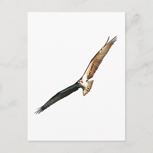 Osprey Postkarte (Vorderseite)
