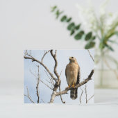 Osprey Postkarten (Stehend Vorderseite)