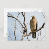 Osprey Postkarten (Vorne/Hinten)