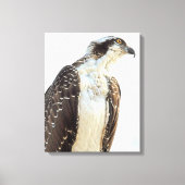 Osprey Profile Wrapped Canvas Leinwanddruck (Vorderseite)