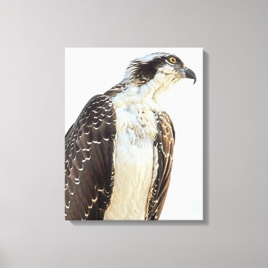 Osprey Profile Wrapped Canvas Leinwanddruck (Vorderseite)