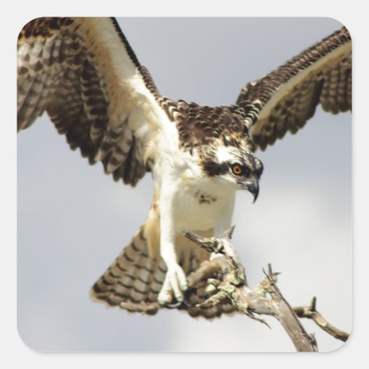 Osprey Quadratischer Aufkleber (Vorderseite)