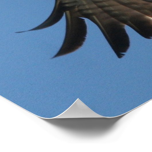 Osprey Raptor Bird & Halibut Fish Print Poster (Ecke)