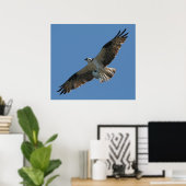 Osprey Raptor Bird & Halibut Fish Print Poster (Heimbüro)