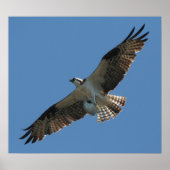 Osprey Raptor Bird & Halibut Fish Print Poster (Vorne)