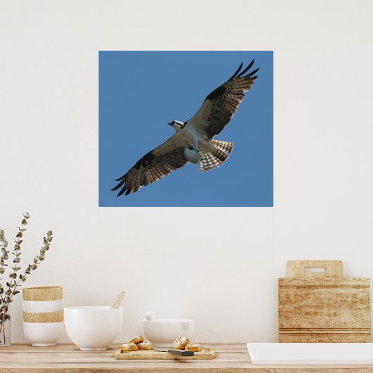 Osprey Raptor Bird & Halibut Fish Print Poster (Küche)