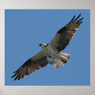 Osprey-Raubvogel-Vogel u. Heilbutt-Fisch-Druck Poster