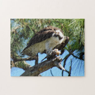 Osprey - Sea Hawk - Fish Hawk - Raptor - Bird Puzzle
