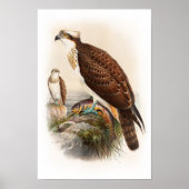 Osprey Sea Hawk John Gould Birds of Great Britain Poster (Vorne)
