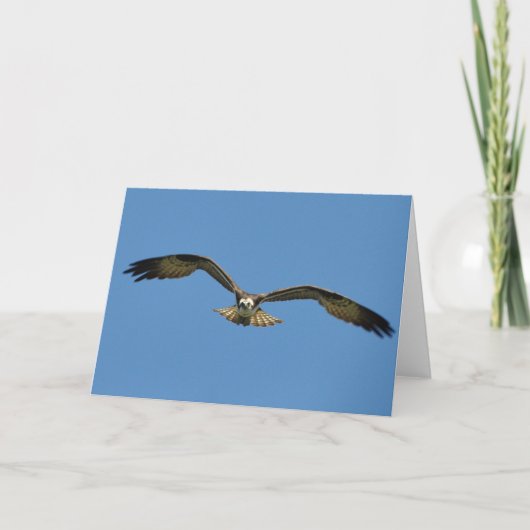 Osprey Soars zu YouFramework Art Card Karte (Vorderseite)