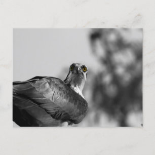 Osprey Staring down the Camera - Wildlife Foto Postkarte