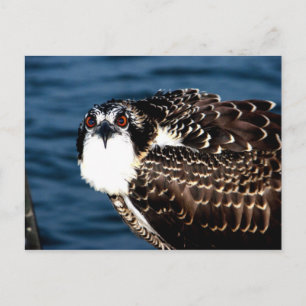Osprey, Tilghman Island, Dogwood Harbour, Maryland Postkarte