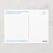 Osprey tragende Sticks Postkarte (Rückseite)