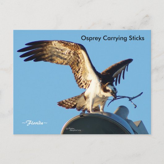 Osprey tragende Sticks Postkarte (Vorderseite)