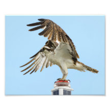 Osprey Unfurled 8x10 Print