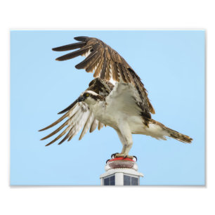 Osprey Unfurled 8x10 Print Fotodruck