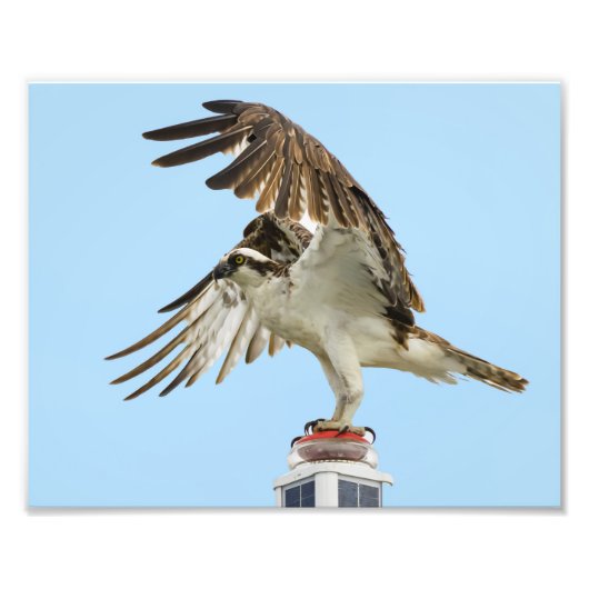 Osprey Unfurled 8x10 Print Fotodruck (Vorne)