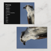 Osprey Visitenkarte (Vorne/Hinten)