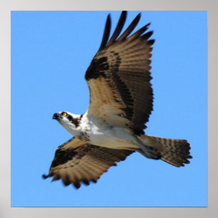 Osprey-Vogel-Plakat Poster