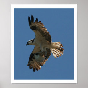 Osprey-Vogel u. Heilbutt-Fisch-Druck Poster