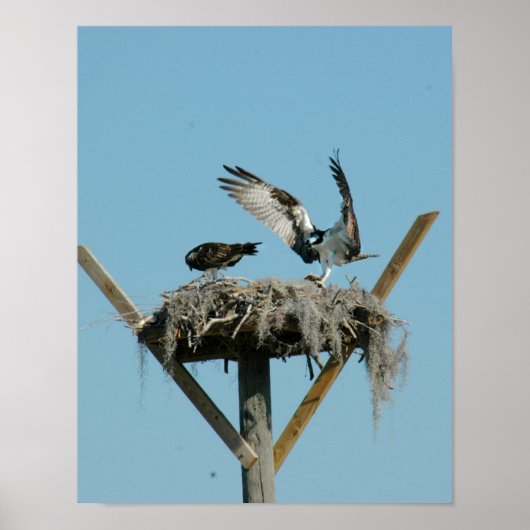Osprey-Vogelfamilie Poster (Vorne)