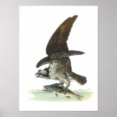 Osprey von Audubon Poster (Vorne)