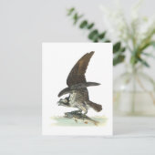 Osprey von Audubon Postkarte (Stehend Vorderseite)