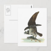 Osprey von Audubon Postkarte (Vorne/Hinten)