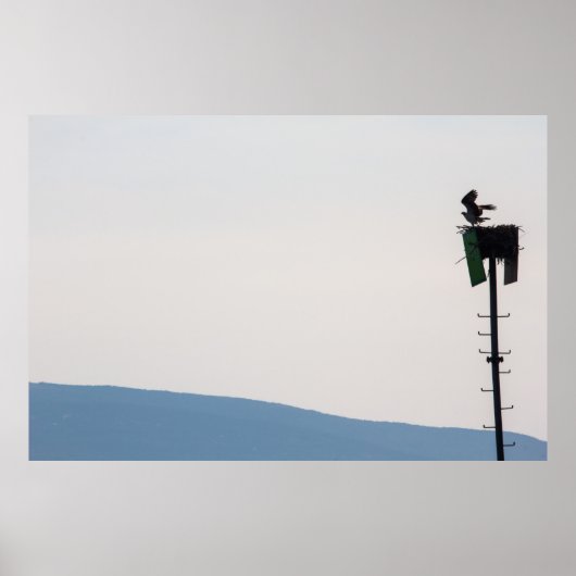 Osprey vor der Mount Desert Island, Maine Poster (Vorne)