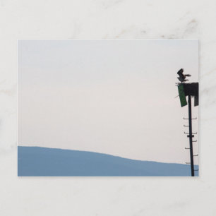 Osprey vor der Mount Desert Island, Maine Postkarte