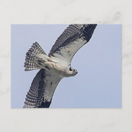 Osprey während des Fluges Postkarte