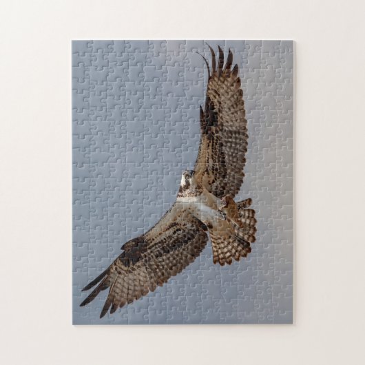 Osprey während des Fluges Puzzle (Vertikal)