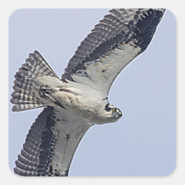 Osprey während des Fluges Quadratischer Aufkleber