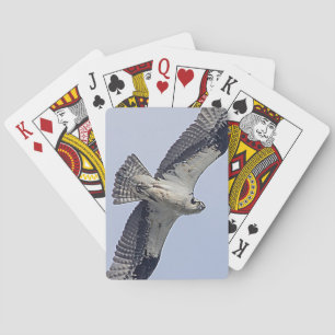 Osprey während des Fluges Spielkarten