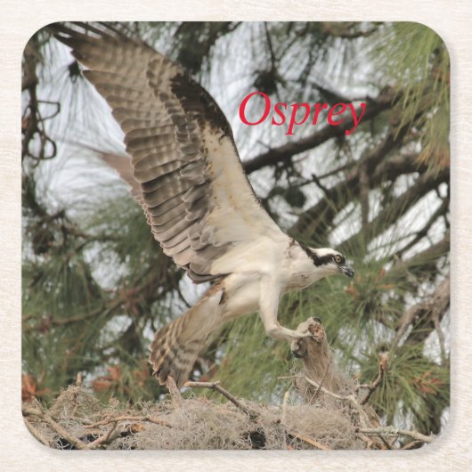 Osprey Wildlife Paper Untersetzer (Vorderseite)