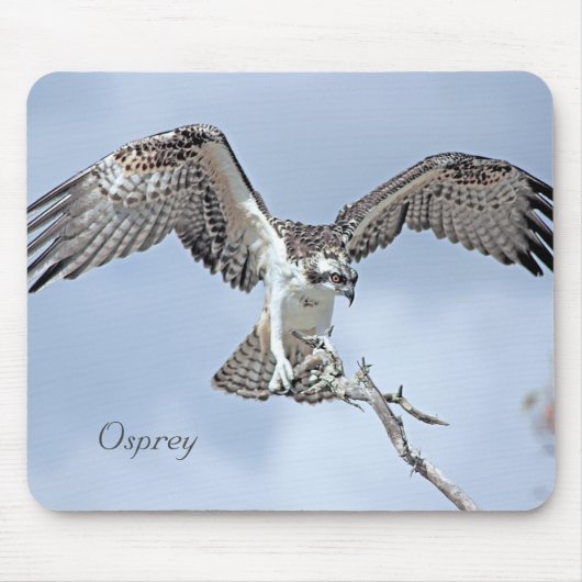 Osprey Wingspan Mousepad (Vorne)