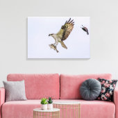 Osprey wird von einem roten Vogelgeflügel jagt Leinwanddruck (Insitu (Wohnzimmer))