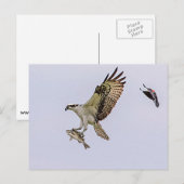 Osprey wird von einem roten Vogelgezwitscher gejag Postkarte (Vorne/Hinten)