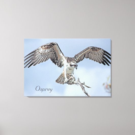 Osprey Wrapped Canvas Leinwanddruck (Vorderseite)