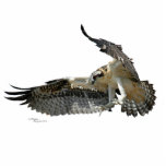 Ospreyfalke Foto-Skulptur Freistehende Fotoskulptur<br><div class="desc">Fotografie eines Osprey- oder Falkefliegens,  als Foto-Skulptur. ------- Fotografie ist durch mich,  der Fotograf urheberrechtlich geschützt.</div>