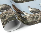 Ospreyfamilien-Vogel Packpapier (Rolleneckpunkt)
