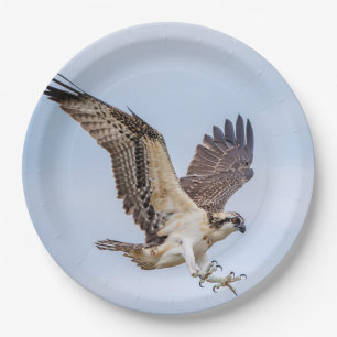 Ospreylandung im Nest Pappteller