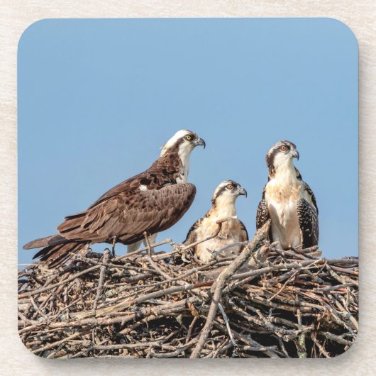 Ospreymamma mit ihren Kindern Getränkeuntersetzer (Vorderseite)