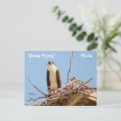 Ospreys Hawks Birds Postcard Postkarte (Stehend Vorderseite)