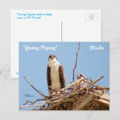 Ospreys Hawks Birds Postcard Postkarte (Vorne/Hinten)