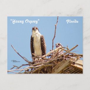 Ospreys Hawks Birds Postcard Postkarte